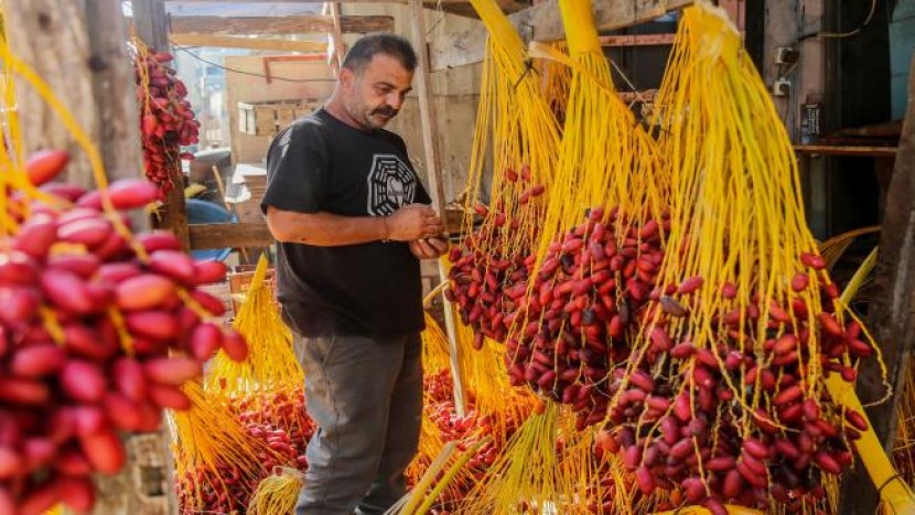 بلح غزة يقاوم انهيار الاقتصاد وحصار الاحتلال