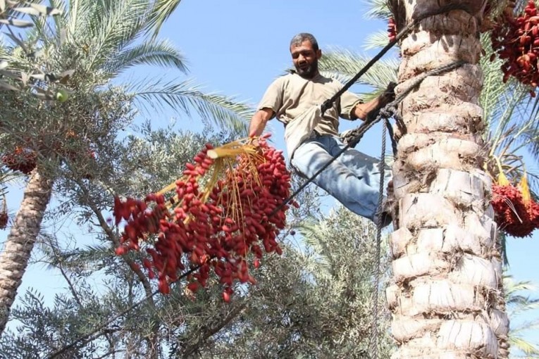 انطلاق موسم جني البلح للعام 2019