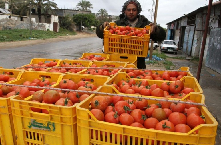 غزة صدرت 700 طن خضراوات بعد رفع الحظر منتصف أغسطس
