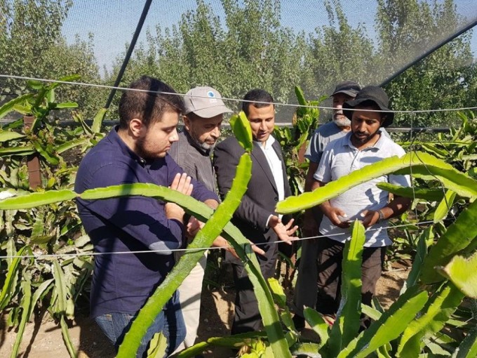 لأول مرة .. نجاح زراعة فاكهة 
