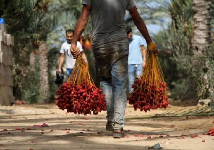 بدء موسم حصاد التمر في غزة