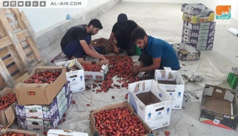 قطف البلح.. موسم تنشيط الحياة في قطاع غزة