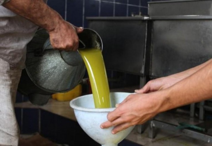 جنين وطوباس في الصدارة.. أكثر المحافظات الفلسطينية إنتاجا للزيت