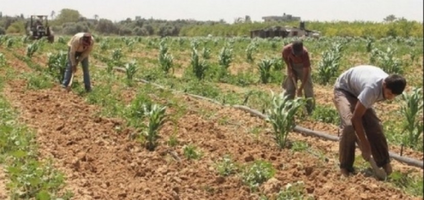 اتفاقية لدعم مزارعي غزة