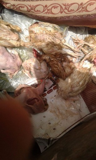 ضبط صاحب محل يبيع الدواجن المريضة والميتة للمواطنين غرب غزة