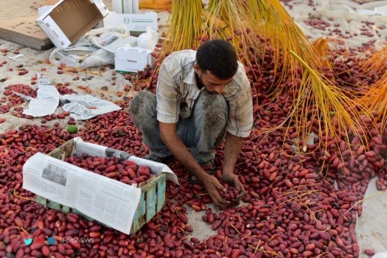 وزارة الزراعة توقف استيراد البلح لقطاع غزة