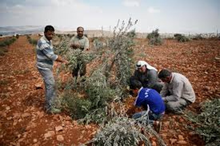 مستوطنون يقتلعون نحو 200 زيتونة جنوب الخليل