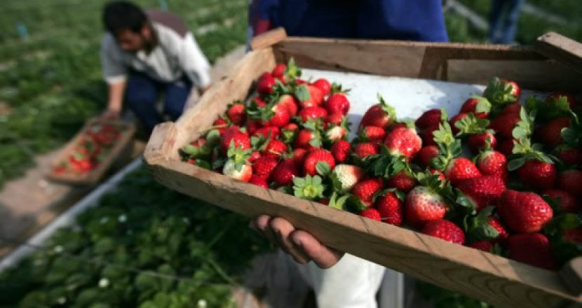 غزة: 2200 طن كمية التوت الأرضي المسوّقة في الضفة