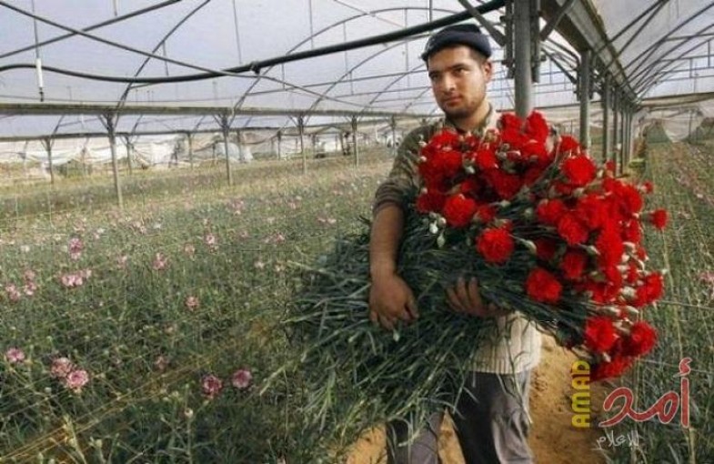 الأناضول: عيد الحب يزور غزة المحاصرة على استحياء