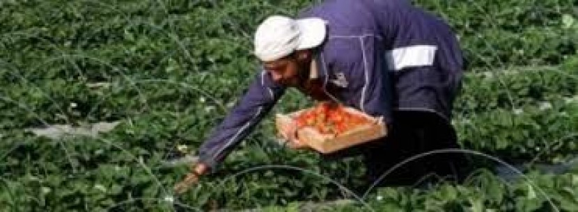العطاري: خطة شاملة لوزارة الزراعة لـ3 أشهر