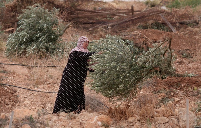 زراعة أشتال زيتون في قرية التوانة جنوب الخليل