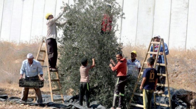 الزراعة تحدد رسمياً موعد قطف الزيتون في فلسطين
