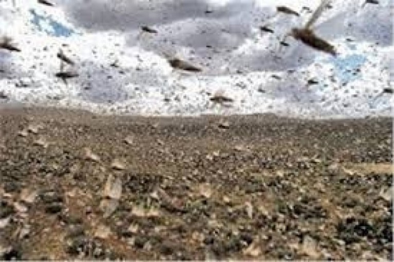 الزراعة تحذر من وصول الجراد لقطاع غزة الأسبوع المقبل