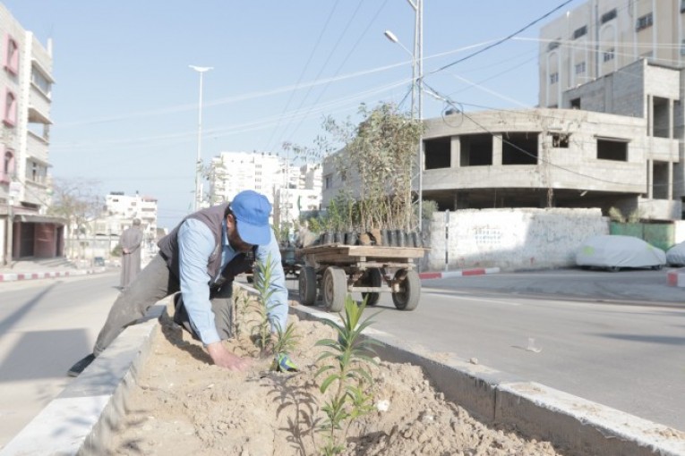 بلدية غزة تدعو للحفاظ على الأشجار المزروعة في الشوارع والأماكن العامة