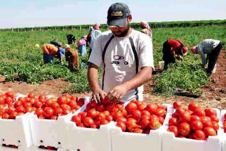 إنشاء شركة فلسطينية أردنية للتسويق الزراعي