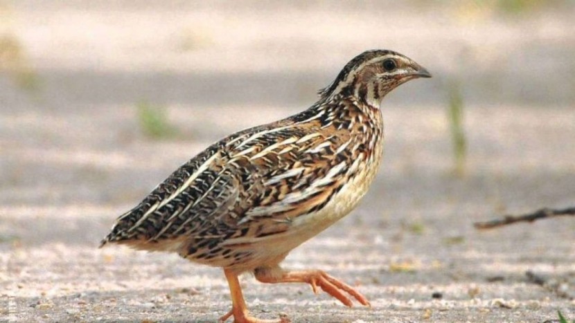 طيور السمان مصدر دخل لشاب جامعي بغزة