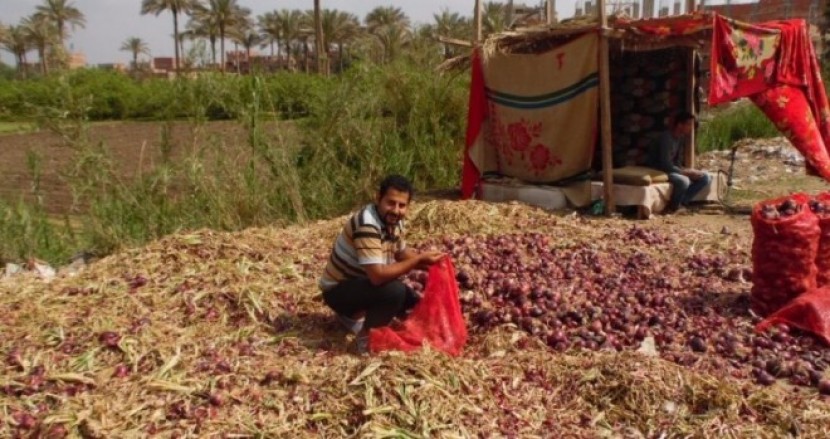 زراعة غزة تؤكد ان البصل المصري خالي من بقايا المبيدات