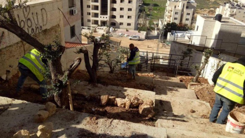 بلدية رام الله: مخالفة قطع أو إزالة أشجار الزيتون 1000 دينار