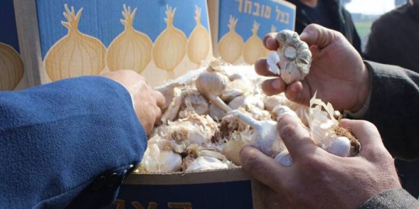 الاقتصاد تتلف اثنان طن من خضروات الثوم في معبر كرم أبو سالم التجاري