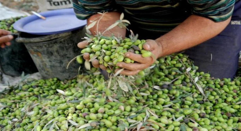 الطقس يقسو على محصول الزيتون في غزة