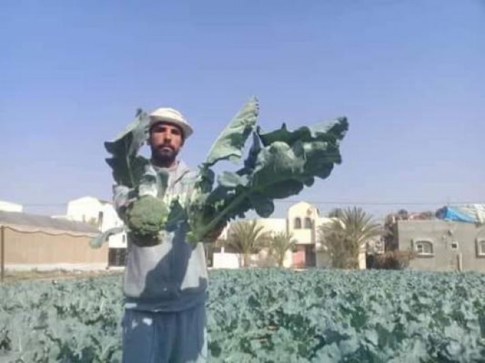 أصناف زراعية جديدة تشق طريقها نحو مستقبل واعد في خان يونس