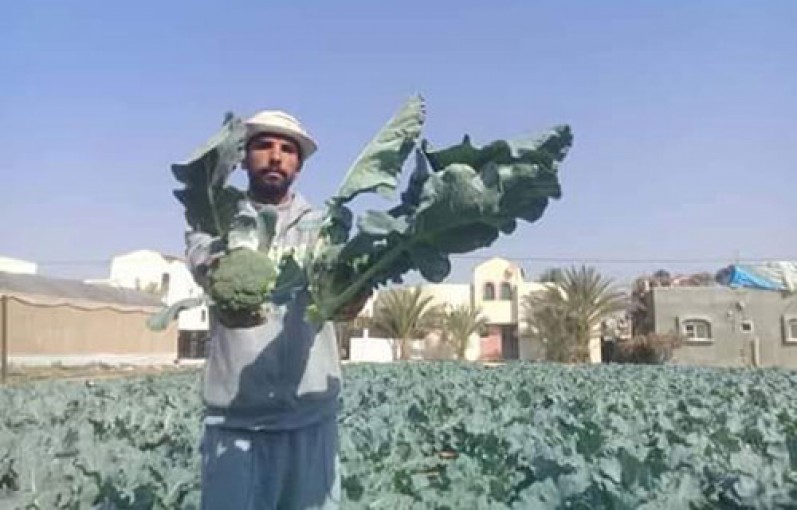 أصناف زراعية جديدة تشق طريقها نحو مستقبل واعد في غزة