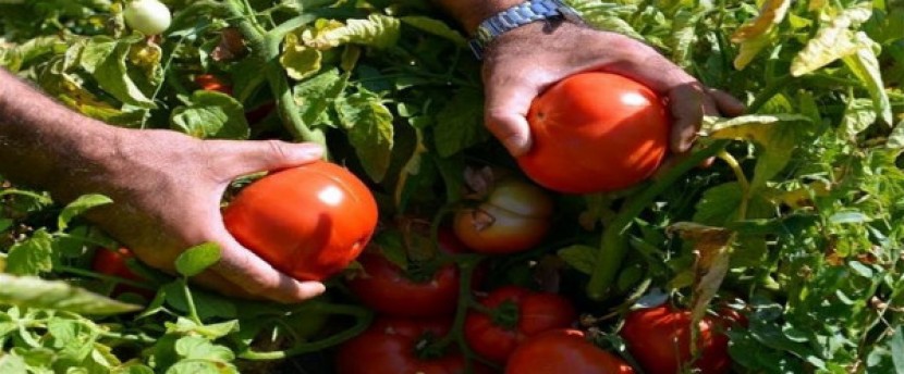 الزراعة بغزة: حققنا اكتفاء ذاتياً من الخضراوات بنسبة 98%