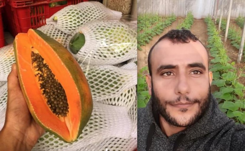 أحمد أبو عودة ينجح بزراعة الباباي في بيت حانون ويطمح لتسويقها