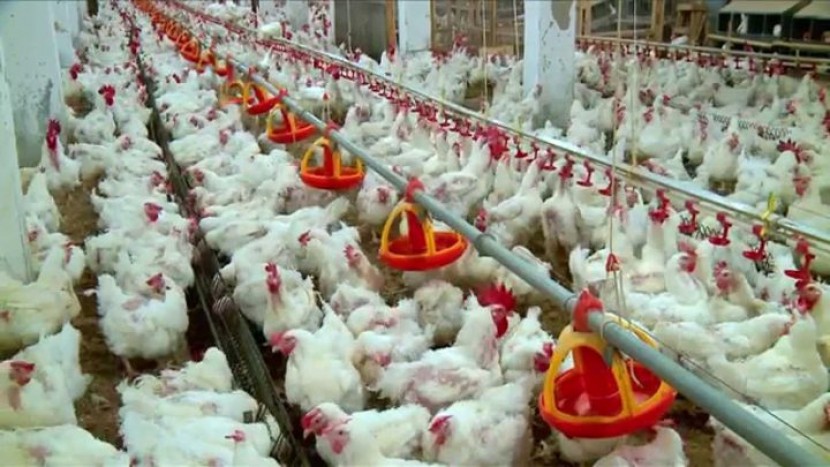 مربو الدواجن بغزة يكثفون استعداداتهم مع توقعات بوصول مزيد من الموجات الحارة