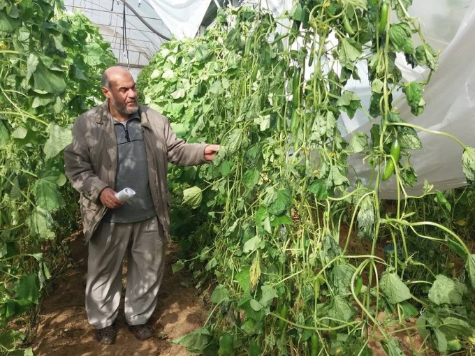 الزراعة: المنخفض الجوي ألحق خسائر بالقطاع الزراعي في غزة