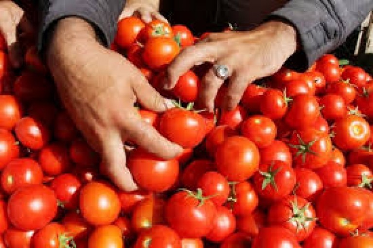 غزة: شركات العصائر والتعليب تستوعب فائض إنتاج البندورة