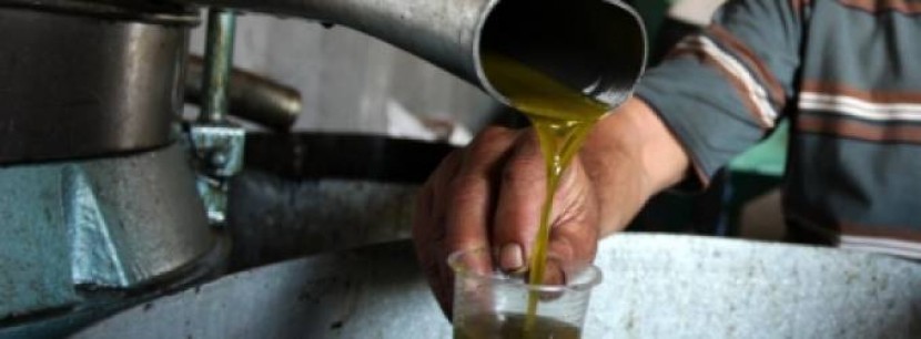 الزراعة بغزة: تحقيق اكتفاء ذاتي في إنتاج زيت الزيتون