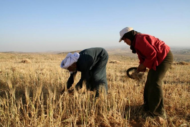 زراعة غزة: 2019 عام دعم المزارع وحماية المستهلك