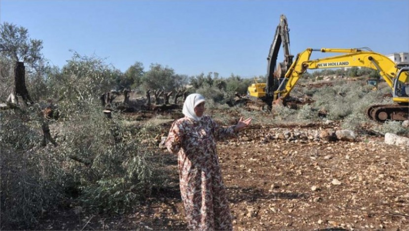 الاحتلال يقتلع مئات أشجار الزيتون بالأغوار الشمالية