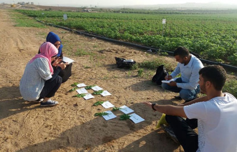 مزارعون ينجحون في إنتاج أصناف جديدة من البطاطس في غزة