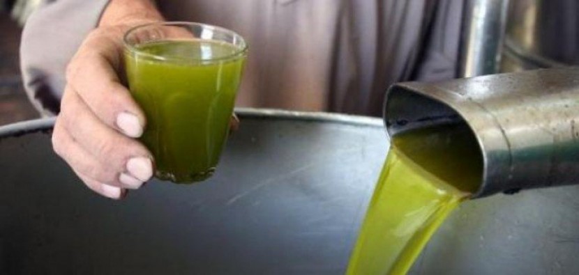 وزارة الزراعة تحدد موعد بدء موسم قطف الزيتون في فلسطين