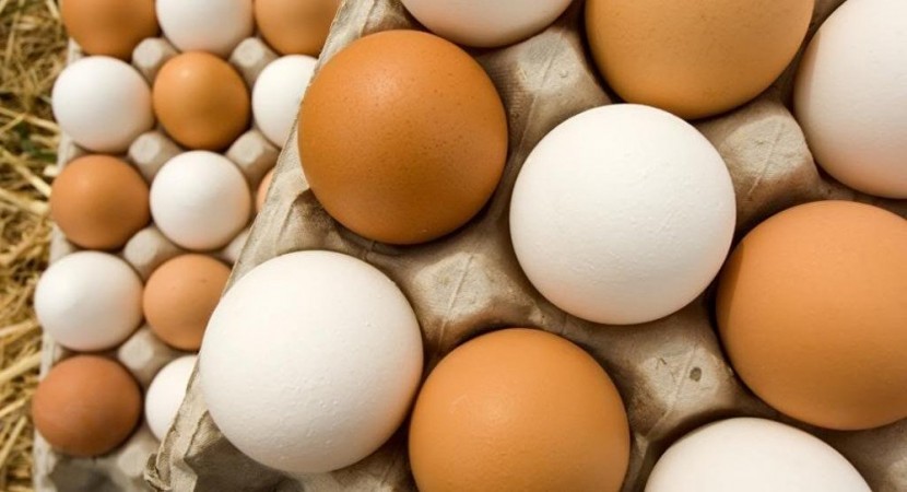 زراعة غزة تتلف 43 ألف بيضة مخصبة