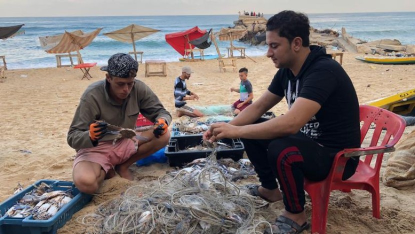 انخفاض أسعار سرطانات البحر في غزة جراء سهولة صيدها