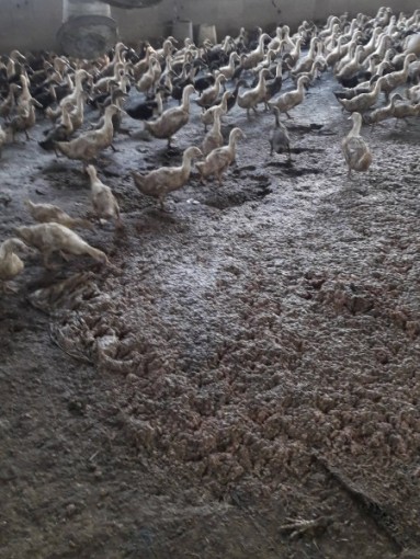 ضبط وإعدام مزرعة كاملة لطيور البط الحي شمال قطاع غزة