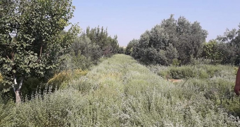 الاولى من نوعها.. مزرعة متخصصة في إنتاج الزعتر شمال غزة