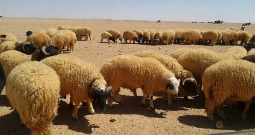 أزمات غزة أقوى من ذبح الأضاحي في العيد