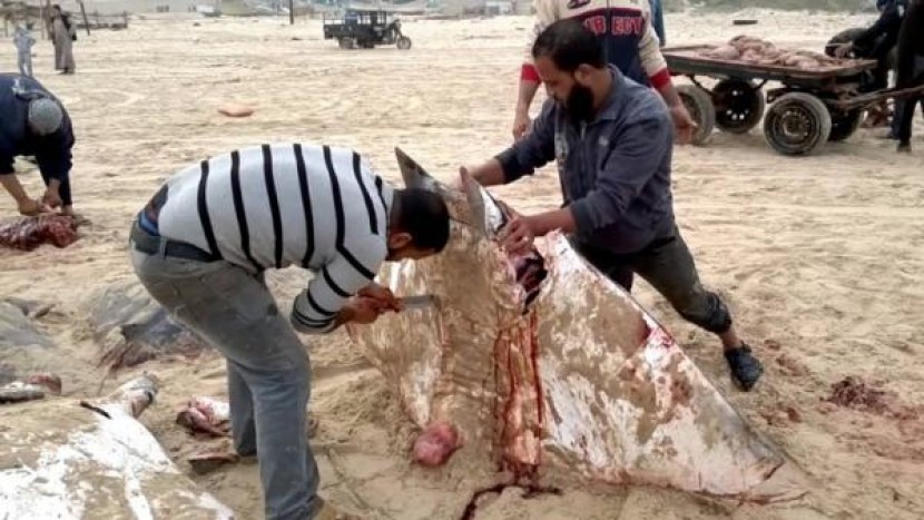 هجرة مبكرة لأسماك الوطواط العملاقة تنعش آمال الصيادين بموسم استثنائي
