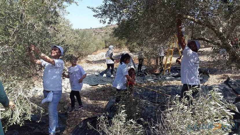 انطلاق الحملة الوطنية السنوية لقطف ثمار الزيتون بمحاذاة جدار الضم غرب جنين