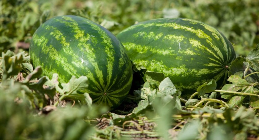 مباحث التموين تضبط ١١٠٠ كجم من البطيخ الفاسد