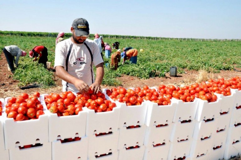 تراجع 12.8% في إقراض البنوك للقطاع الزراعي الفلسطيني