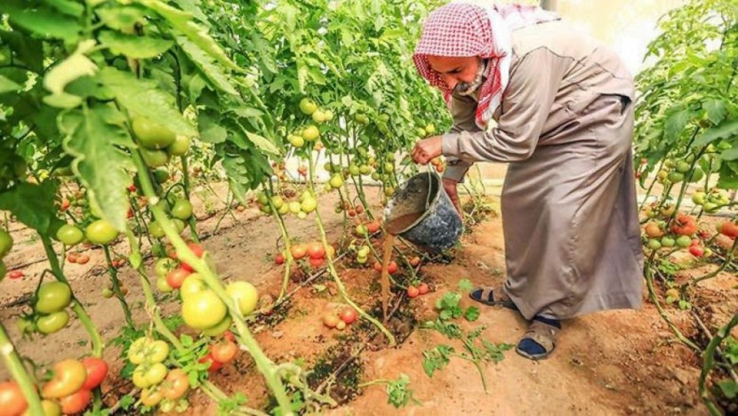 وحدات الغاز الحيوية.. منفعة مزدوجة لمزارعي غزة