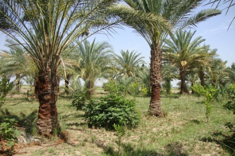 زرع مليون شجرة جديدة في فلسطين