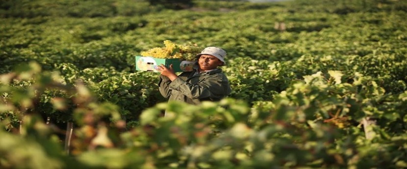 حنتش: برنامج التأمين الزراعي في فلسطين.. من أجل حماية المزارعين