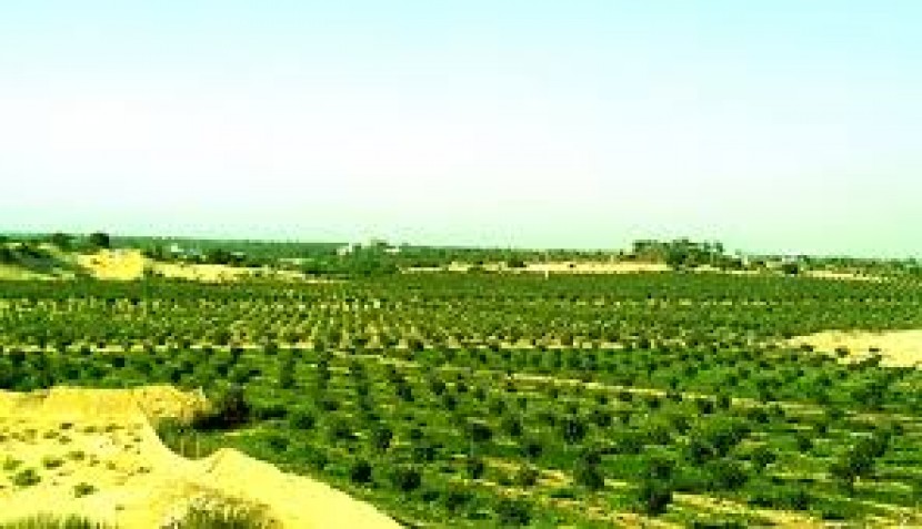 أراضي المحررات .. سلة غذائية مهمة لسكان غزة تشغل 1000عامل