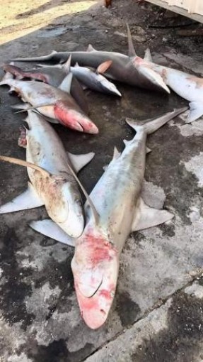 اصطياد أسماك قرش قبالة سواحل خانيونس جنوب قطاع غزة